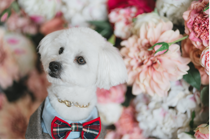 ワンちゃんフォトウエディング特集！！